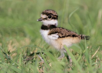 Killdeer