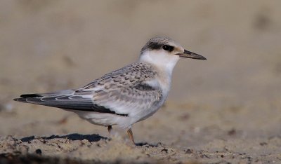 Least Tern