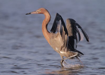 Reddish Egret