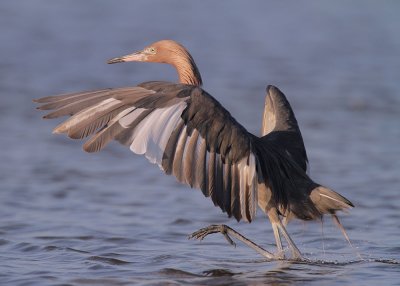 Reddish Egret