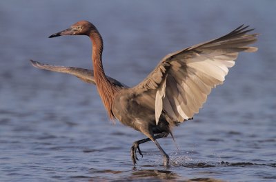 Reddish Egret