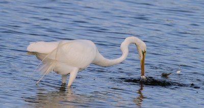 Great Egret