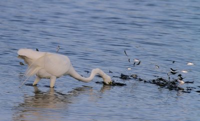 Great Egret