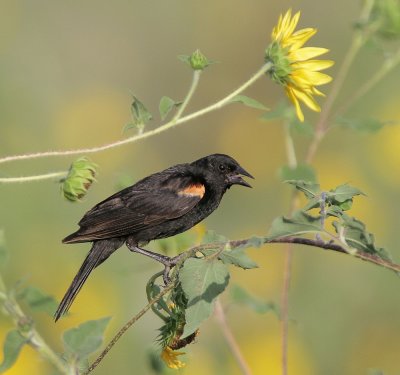 Red-winged Blackbird