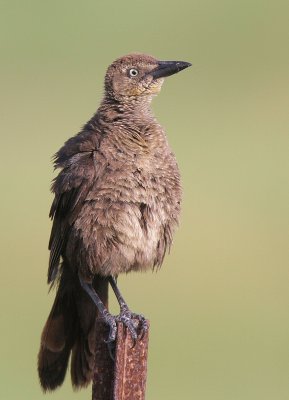 Great-tailed Grackle