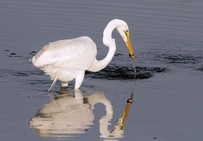 Great Egret