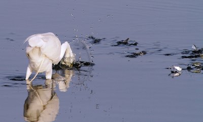 Great Egret