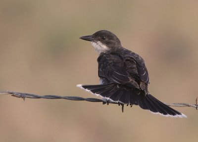 Eastern Kingbird