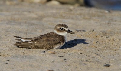 Wilsons Plover