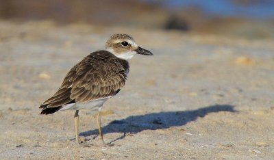 Wilsons Plover