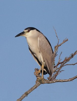 Black-crowned Night Heron