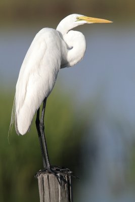 Great Egret