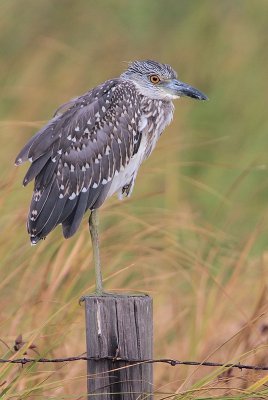 Yellow-crowned Night Heron