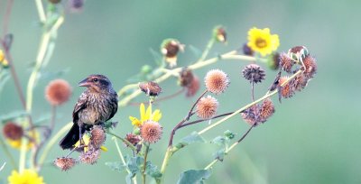 Red-winged Blackbird