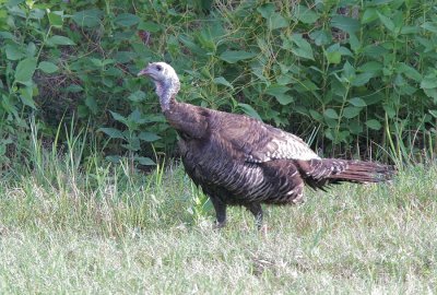 Grouse, Turkey, and Quail