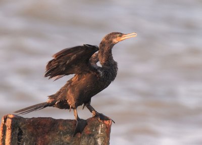 Neotropic Cormorant