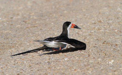 Black Skimmer