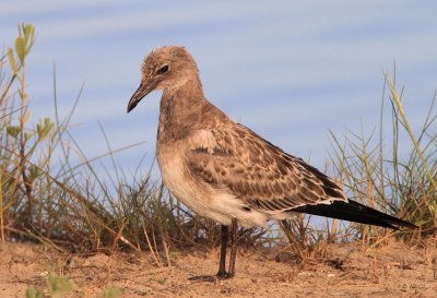 Laughing Gull