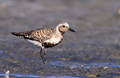 Black-bellied Plover