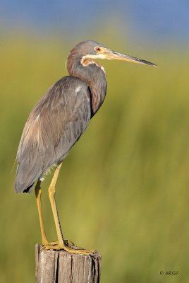 Tri-colored Heron