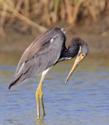 Tri-colored Heron