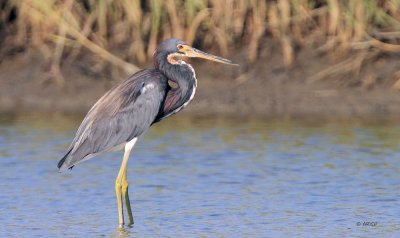 Tri-colored Heron