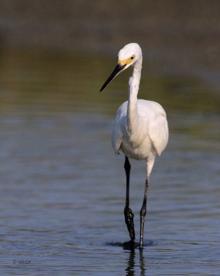 Snowy Egret