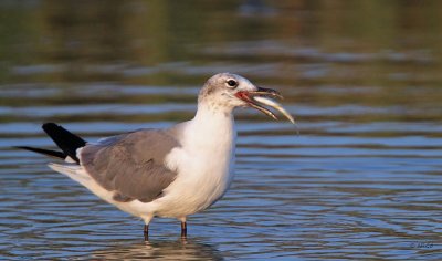 Laughing Gull
