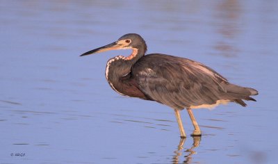 Tri-colored Heron