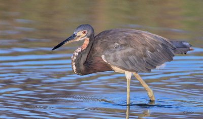 Tri-colored Heron