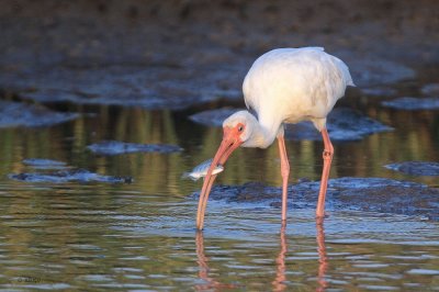 White Ibis