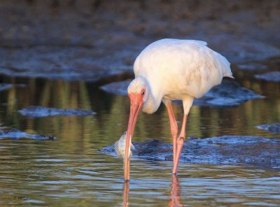 White Ibis