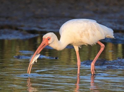White Ibis