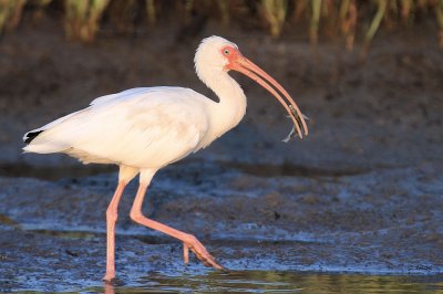 White Ibis