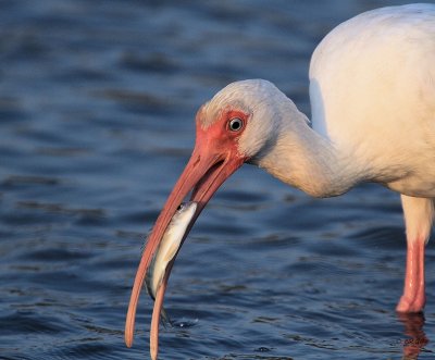 White Ibis