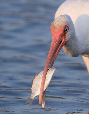 White Ibis