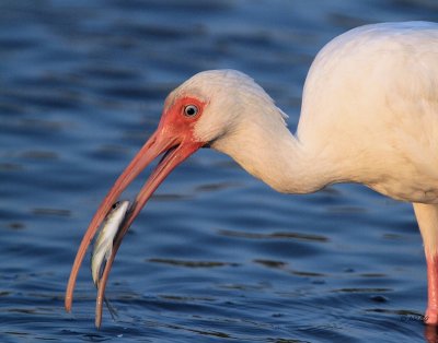 White Ibis