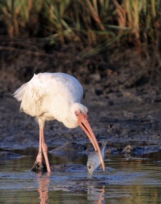 White Ibis