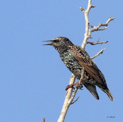 European Starling