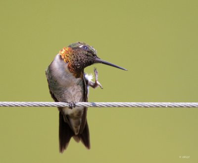 Ruby-throated Humminbird