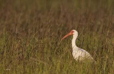 White Ibis