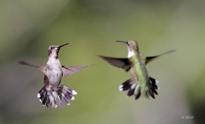 Ruby-throated Hummingbird