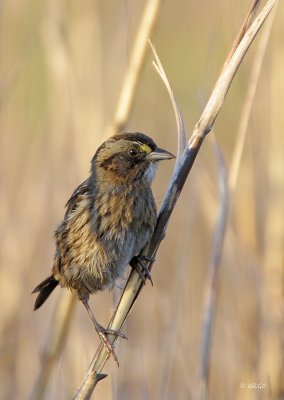 Seaside Sparrow