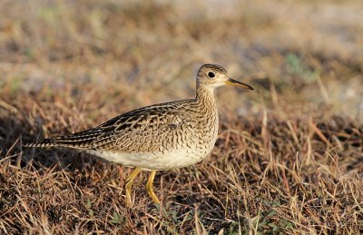 Upland Sandpiper