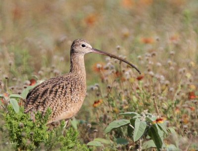 Long-billed Curlew