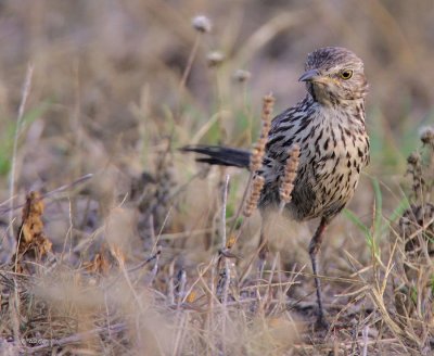 Sage Thrasher