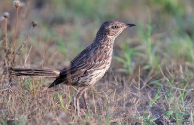 Sage Thrasher