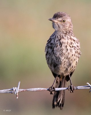 Sage Thrasher