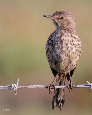 Sage Thrasher