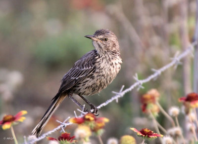 Sage Thrasher